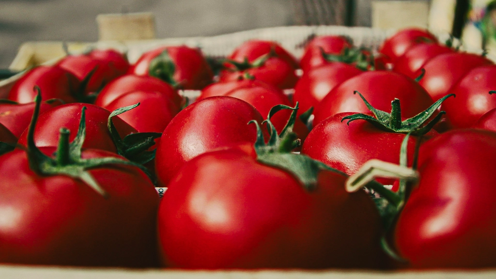 A close up of a row of fresh-picked tomatoes